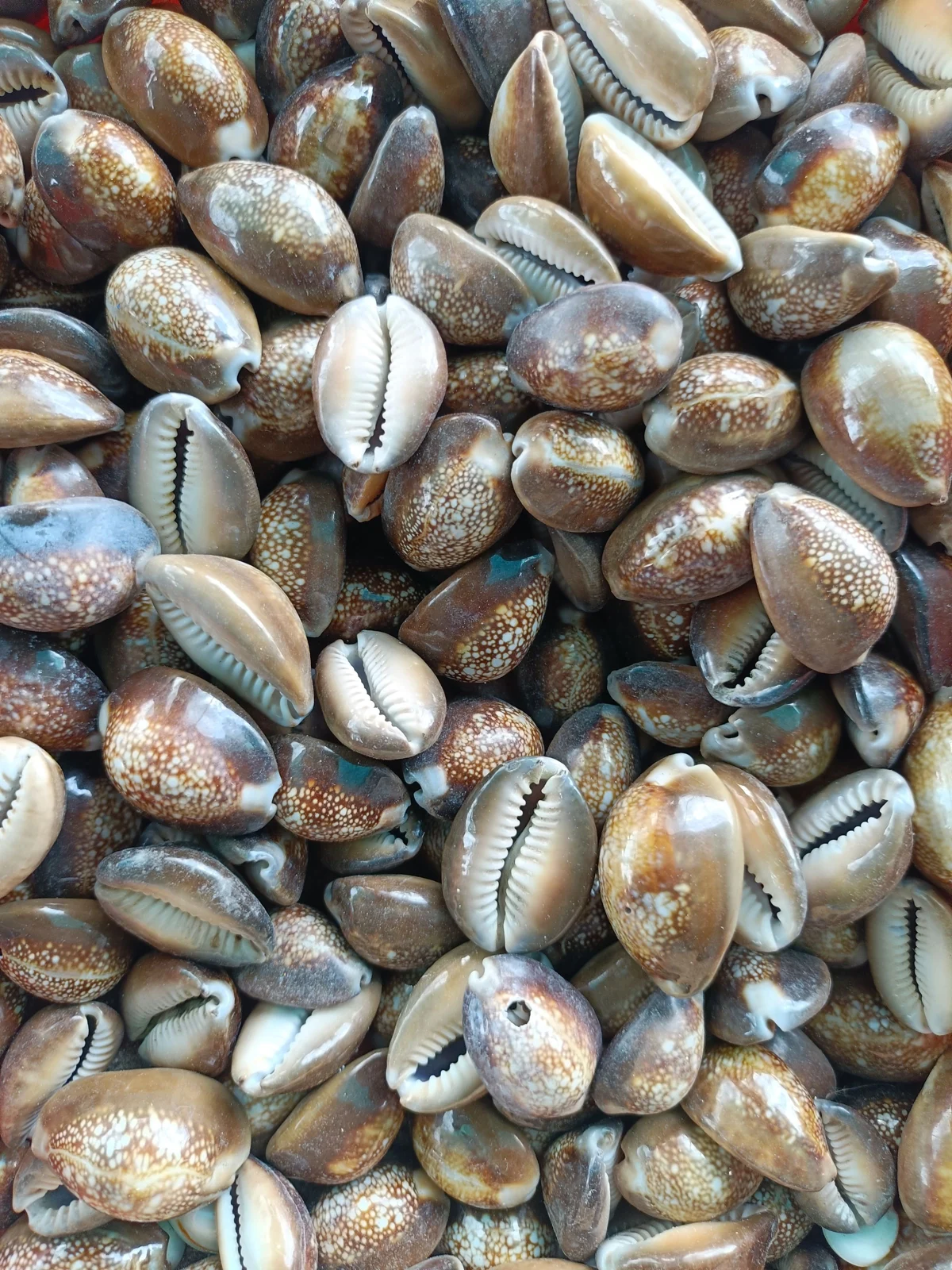 Cowrie shells — illustrative photo of the traditional reading